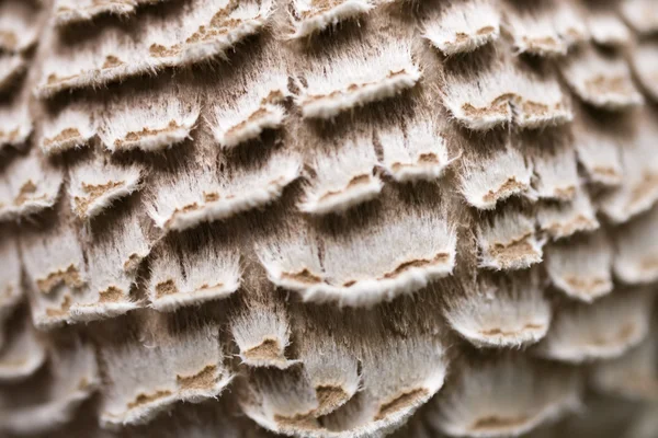 Vue Détaillée Texture Des Champignons Sauvages — Photo