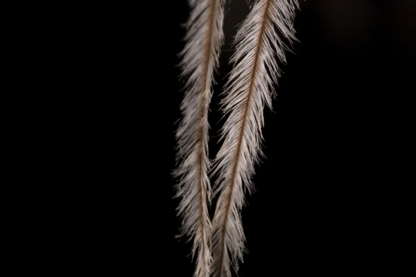 一个精致的 柔软的白色羽毛的宏 具白色背景 — 图库照片