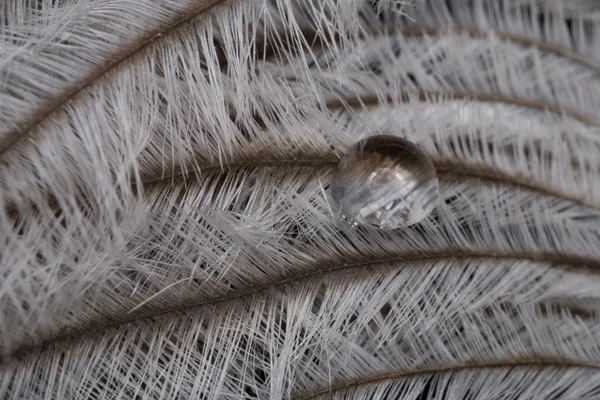 Macro Delicate Soft White Feather White Background — Stock Photo, Image