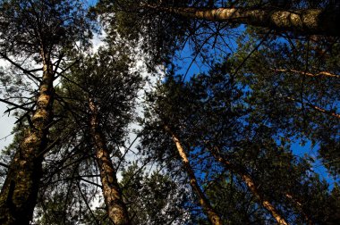 Güzel suny yaz gün ağacında mavi gökyüzü