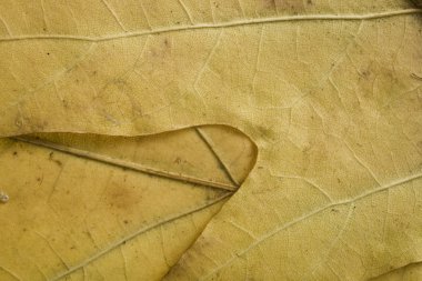 renkli doku arka plan yaprak