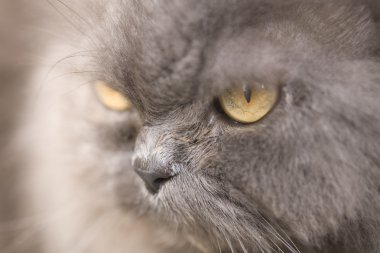 Gri kedi yakın doğa portresi