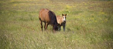at whit gençlik colt yeşil çimenlerin üzerinde