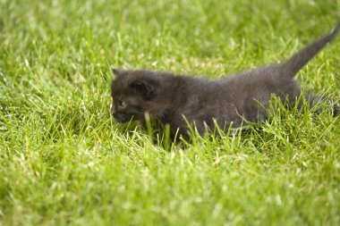 küçük genç kedi portre yeşil çimenlerin üzerinde