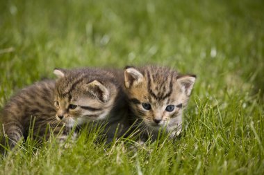 küçük genç kedi portre yeşil çimenlerin üzerinde