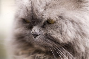 Gri kedi yakın doğada portre fotoğrafı