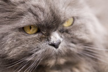 Gri kedi yakın doğada portre fotoğrafı
