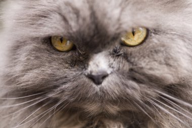 Gri kedi yakın doğada portre fotoğrafı
