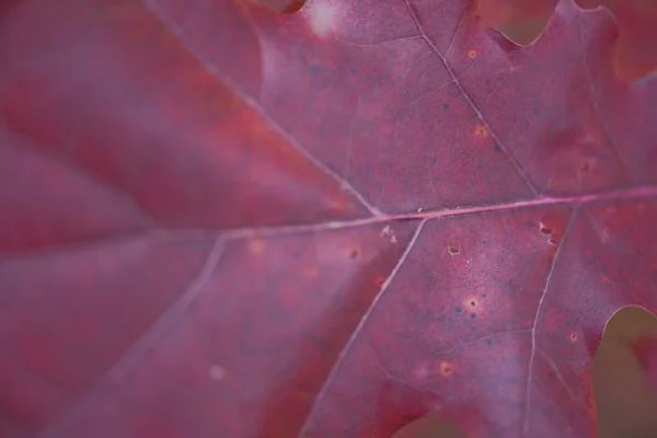 Outono Folhas Coloridas Textura Fundo — Fotografia de Stock