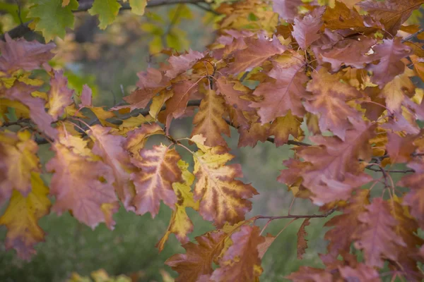 Outono Folhas Coloridas Textura Fundo — Fotografia de Stock