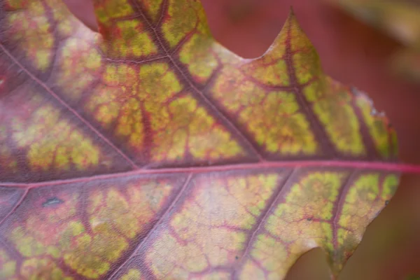 Herfstbladeren Kleurrijke Achtergrond Textuur — Stockfoto