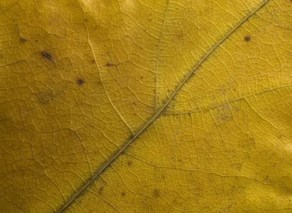 Осінній Барвистий Фон Текстури Листя — стокове фото