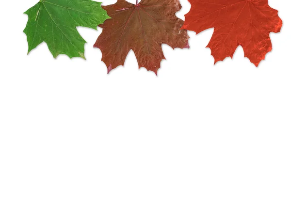 Φόντο Autum Πολύχρωμο Φθινόπωρο Φύλλα Που Πέφτουν Από Δέντρο — Φωτογραφία Αρχείου