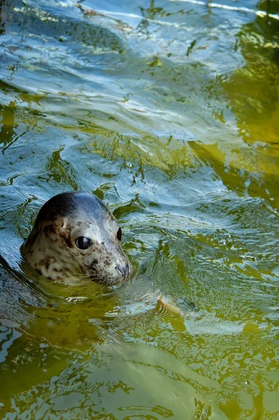 Robbenspiel im Robbenhaus in Helgoland — Stockfoto