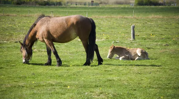 Mamre Whit Jeugd Colt Groen Gras — Stockfoto