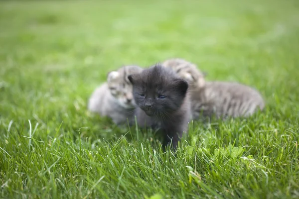 Kis fiatal macska portré a zöld fű — Stock Fotó