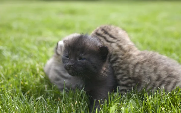 緑の草の小さな若い猫の肖像画 — ストック写真