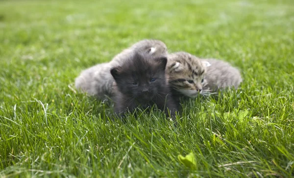 Small young cat portrait on green grass — Stock Photo, Image