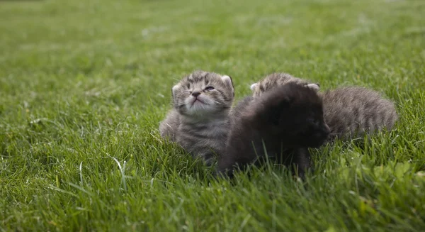 在绿色草地上的小小猫肖像 — 图库照片