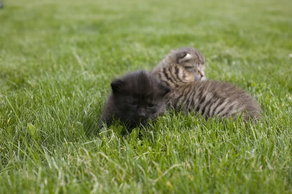 Pequeño gato joven retrato en verde hierba — Foto de Stock