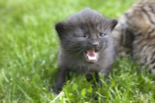 Kis fiatal macska portré a zöld fű — Stock Fotó