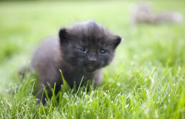 푸른 잔디에 작은 젊은 고양이 초상화 — 스톡 사진