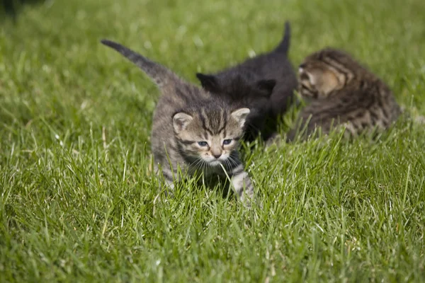 Pequeño gato joven retrato en verde hierba —  Fotos de Stock