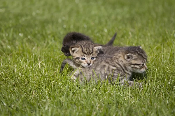 Kleine jonge kat portret op groen gras — Stockfoto