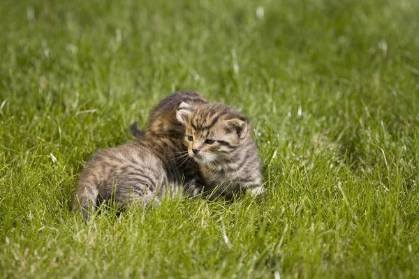 Portrét malé mladé kočky na zelené trávě — Stock fotografie