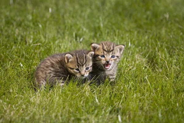 Piccolo giovane gatto ritratto su erba verde — Foto Stock