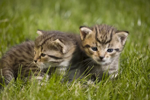 Pequeno retrato jovem gato na grama verde — Fotografia de Stock