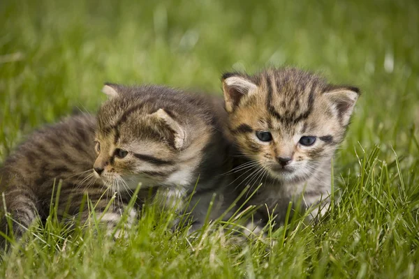 Kleine junge Katze Porträt auf grünem Gras — Stockfoto