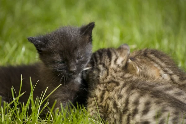 Piccolo giovane gatto ritratto su erba verde — Foto Stock