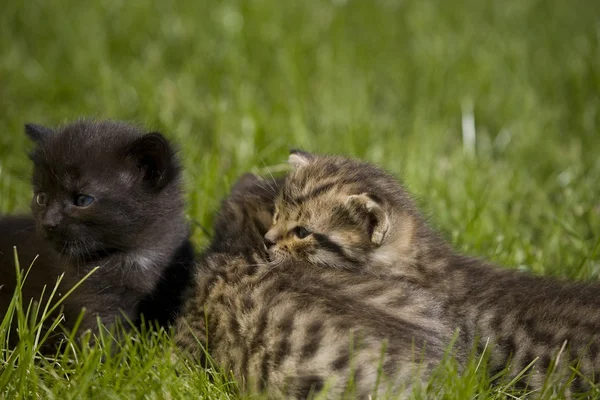 在绿色草地上的小小猫肖像 — 图库照片
