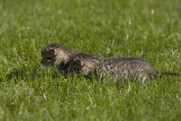 Kleine junge Katze Porträt auf grünem Gras — Stockfoto