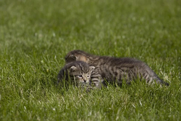 Kleine junge Katze Porträt auf grünem Gras — Stockfoto