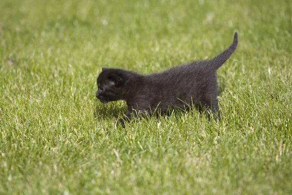 Pequeño gato joven retrato en verde hierba —  Fotos de Stock