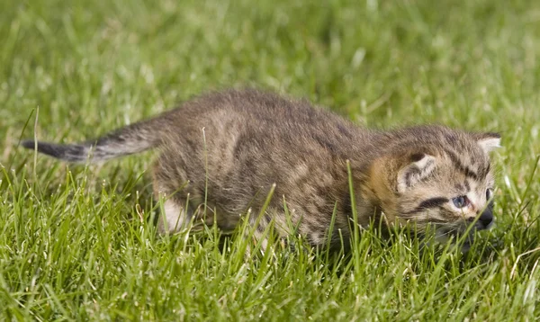 Pequeno retrato jovem gato na grama verde — Fotografia de Stock