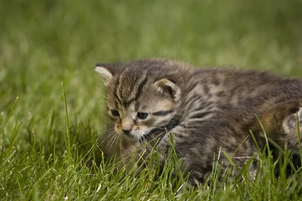 Pequeño gato joven retrato en verde hierba —  Fotos de Stock