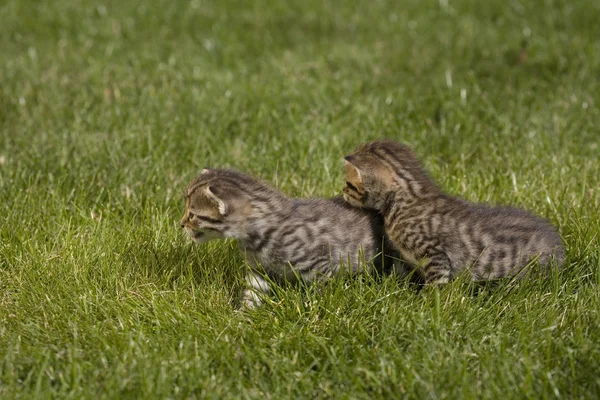 Portrét malé mladé kočky na zelené trávě — Stock fotografie