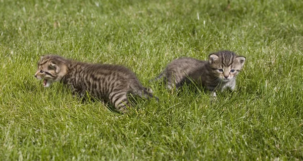 Pequeño gato joven retrato en verde hierba — Foto de Stock
