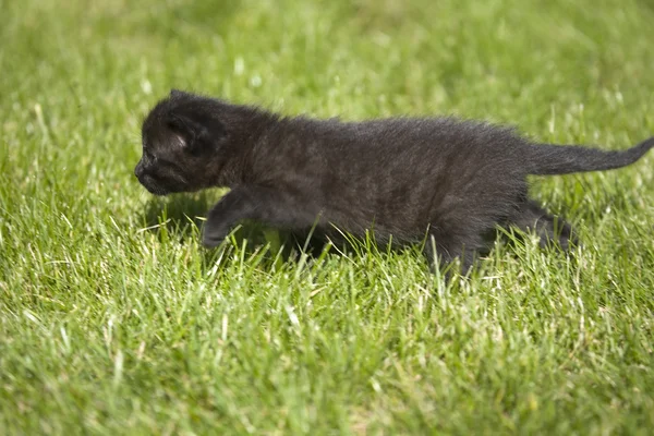 Liten ung katt porträtt på grönt gräs — Stockfoto