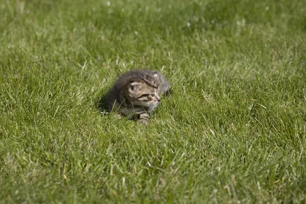 Liten ung katt porträtt på grönt gräs — Stockfoto