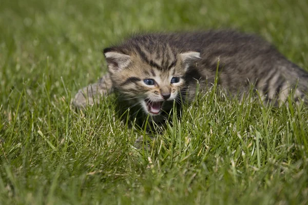 Small young cat portrait on green grass — Stock Photo, Image