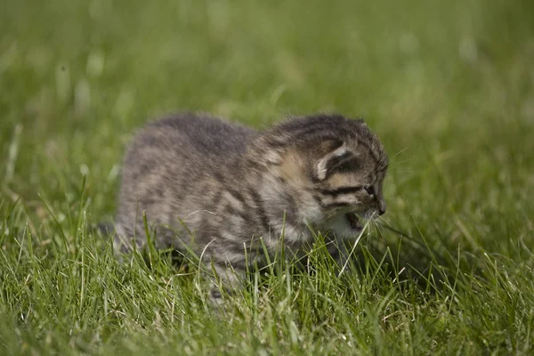 Маленький портрет кошки на зеленой траве — стоковое фото