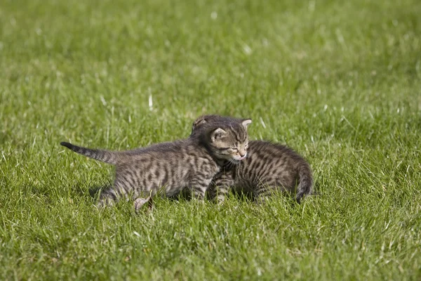푸른 잔디에 작은 젊은 고양이 초상화 — 스톡 사진