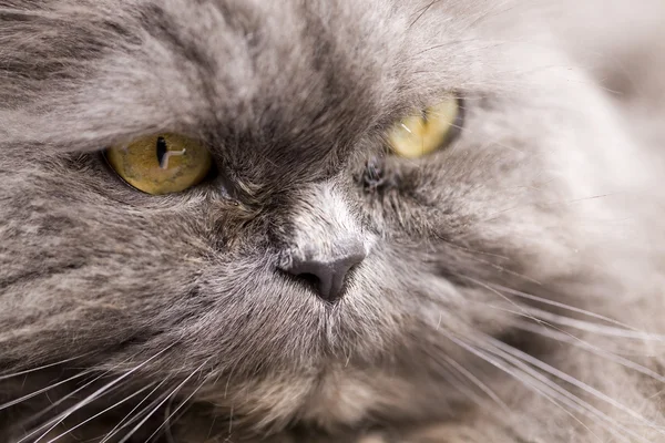 Foto av porträtt av en grå katt närbild i naturen — Stockfoto