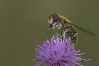 Arı polen flowe tarih ile
