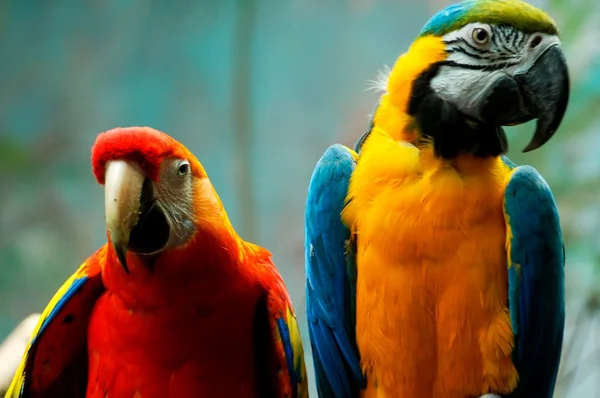 Красочный попугай тропических птиц в Варшавском зоопарке — стоковое фото
