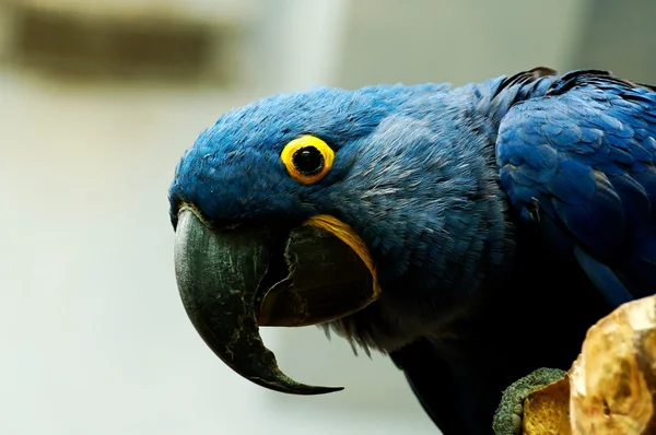Colorido loro pájaro tropical en el zoológico de Varsovia —  Fotos de Stock